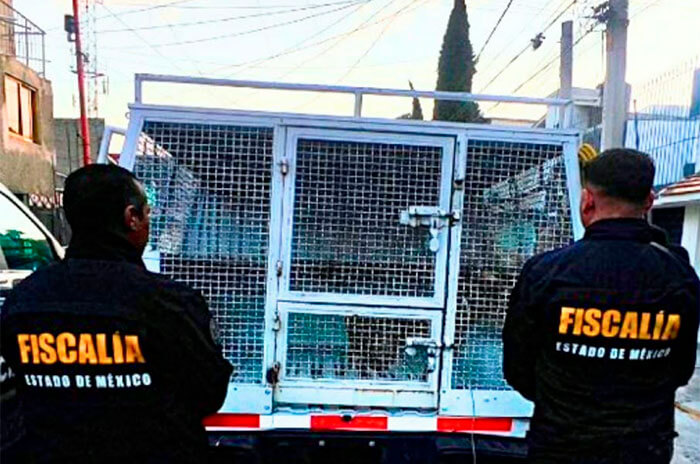 rescate animal 2 1