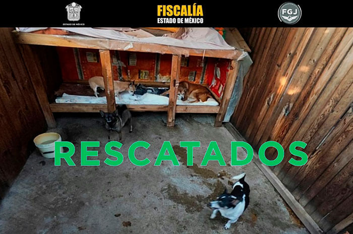 rescate animal 4 1