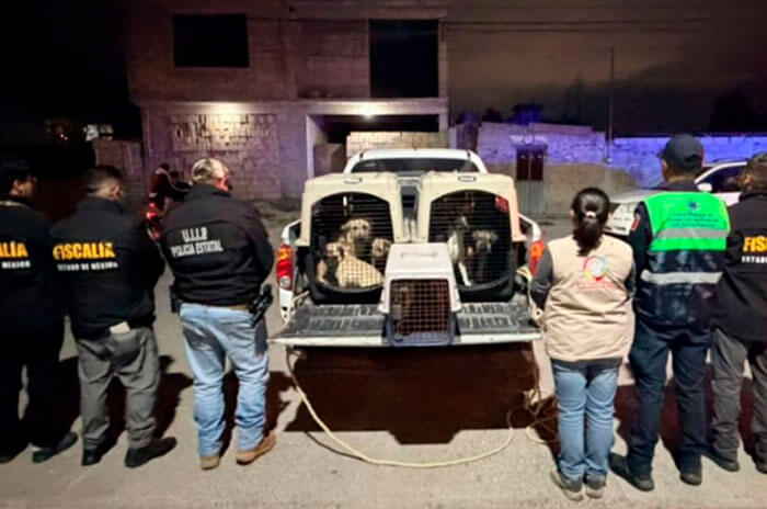 rescate niños y perros 2 1