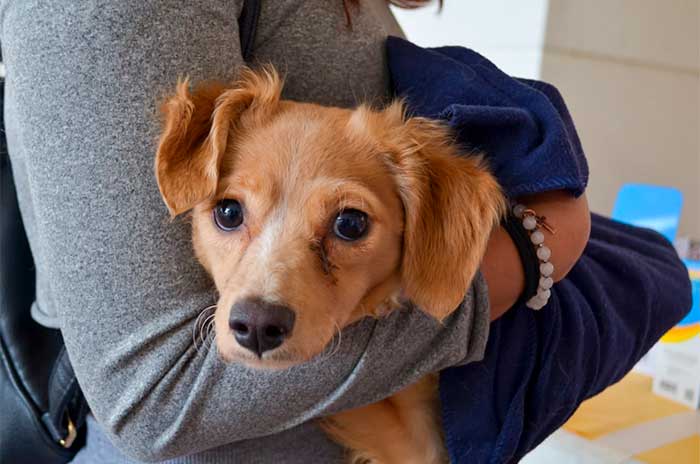 https://www.digitalmex.mx/images/2026/SEPTIEMBRE/03/animales1.jpg