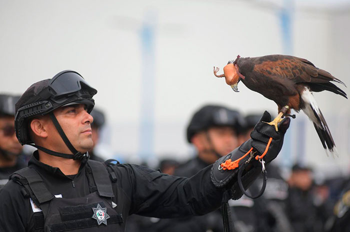 aguila