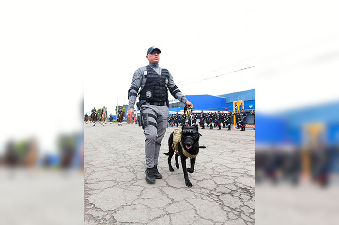 perro