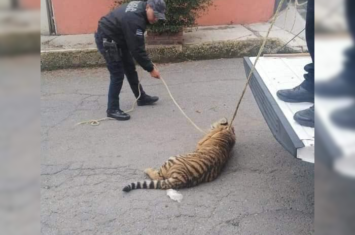 Cachorro de tigre Cuautitlán Izcalli 2