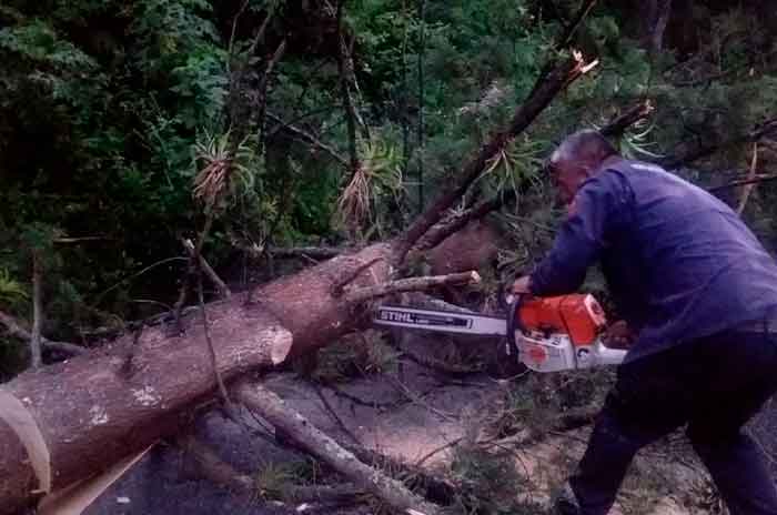 Caos_por_caída_de_árbol_en_Temascaltepec_2.jpg