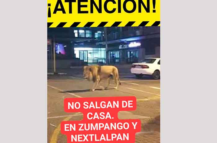 Corre-el-rumor-de-leones-sueltos-en-Zumpango.jpg