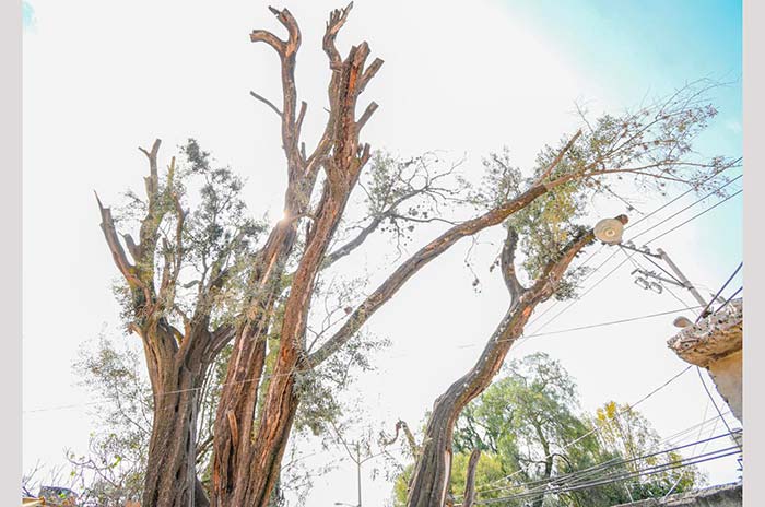 El-árbol-más-longevo-del-Edomex.jpg