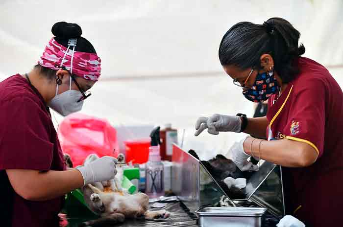 Esterilizarán_a_mil_300_mascotas_con_Festican_en_Ecatepec_2.jpg