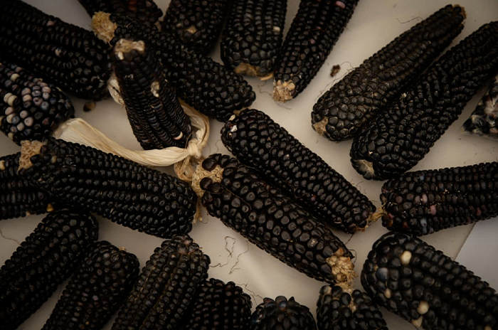 Festejan en Valle de Bravo Día Nacional del Maíz con Feria del Maíz y Elote 3