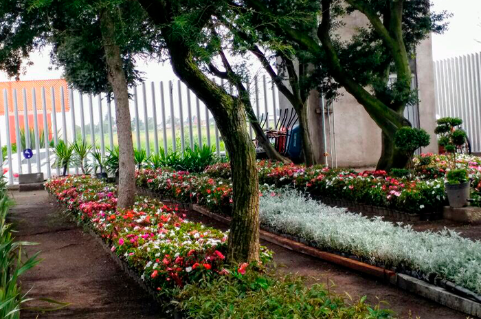 Metepec plantas gratuitas en Parque La Pila