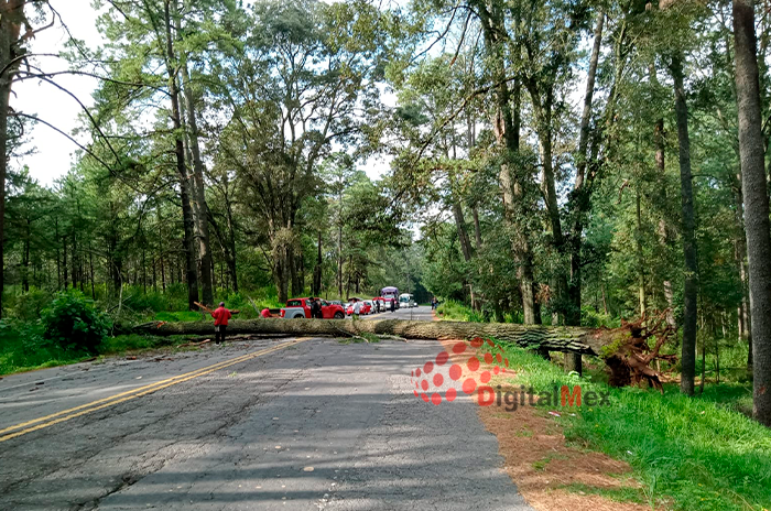 Precaución Se desploma árbol de 30 metros y bloquea la Toluca Villa Victoria