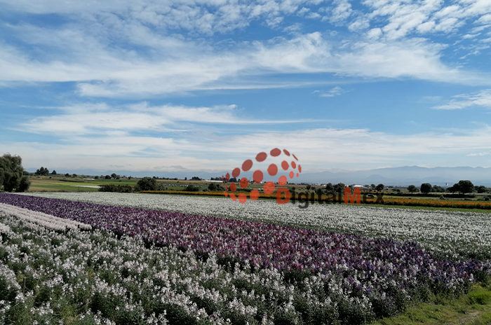 Productores de San Francisco Putla aspiran a duplicar ventas de flor de cempasúchil este 2022 2