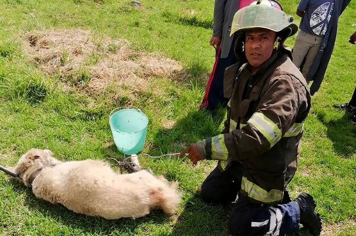 Rescatan_a_perrito_de_Toluca_atrapado_en_alambre_2.jpg