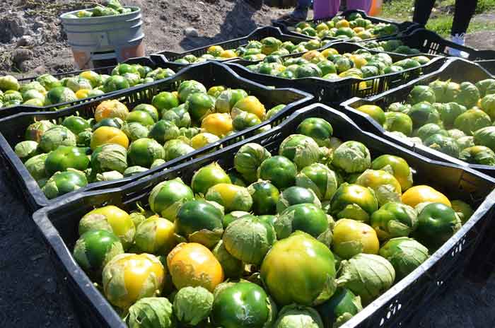 Temoaya_Presente_Nelly_Rivera_en_primer_corte_de_tomate_Huertos_a_cielo_abierto_2.jpg