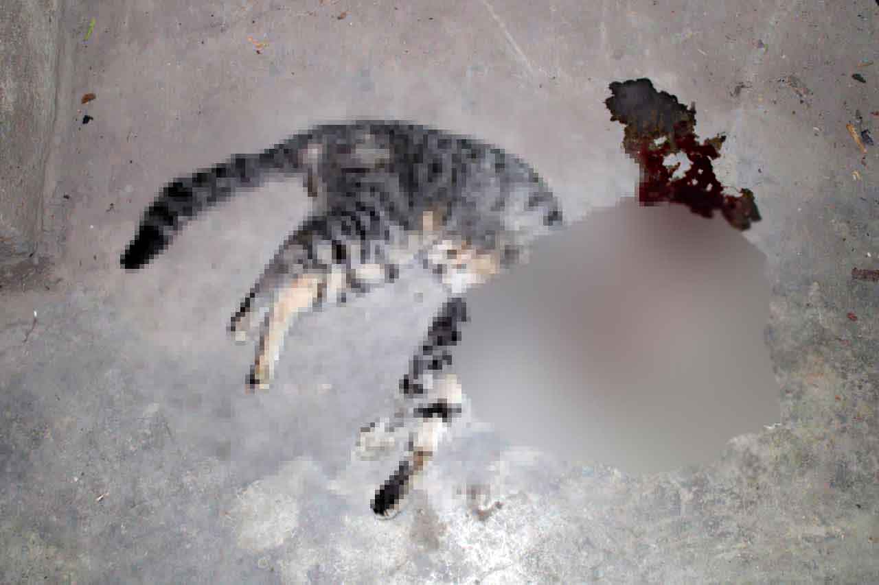 gatito-asesinado.jpg