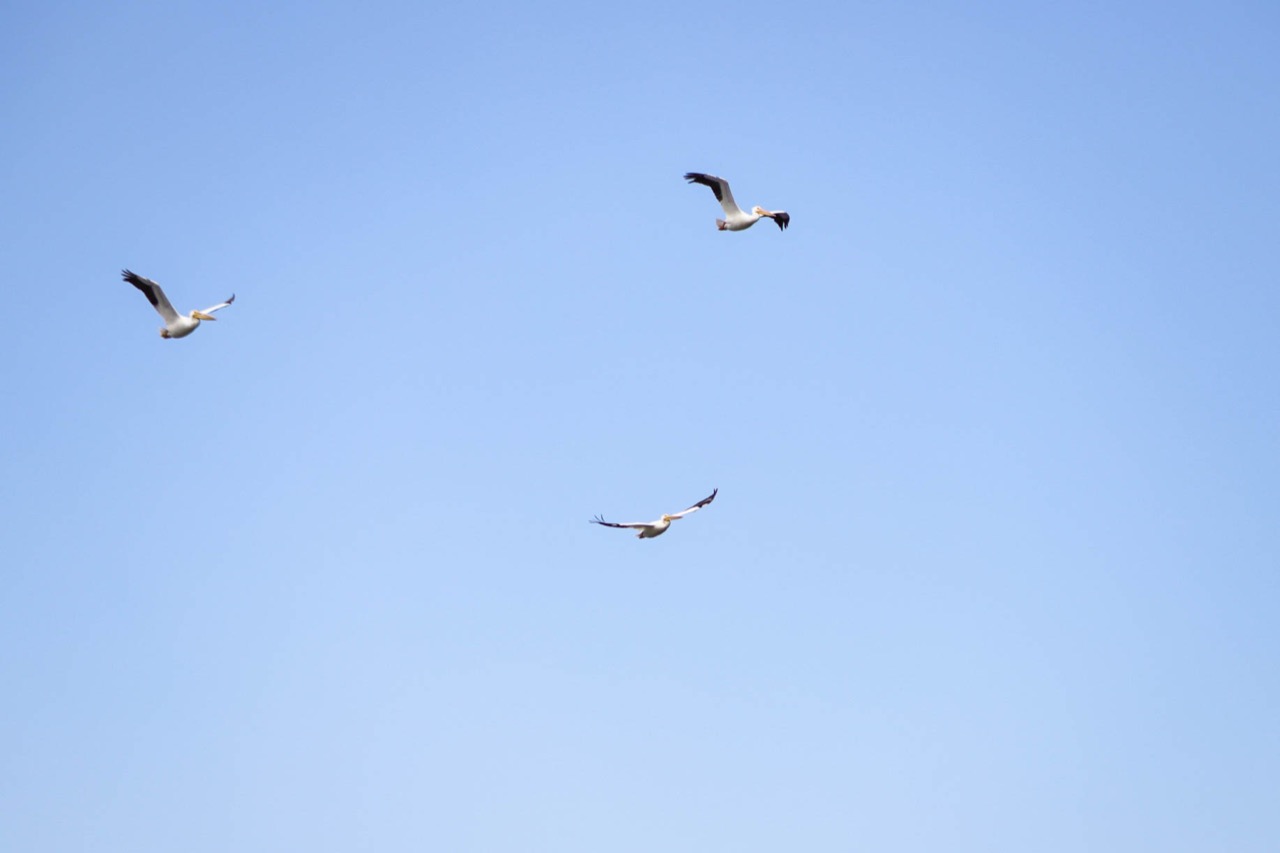 pelicanos2.jpg