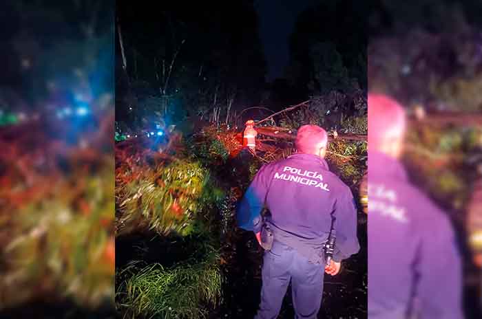 Árbol_cae_sobre_auto_por_lluvias_en_Metepec_2.jpg