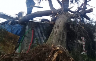 Cae árbol sobre negocio en Capultitlán
