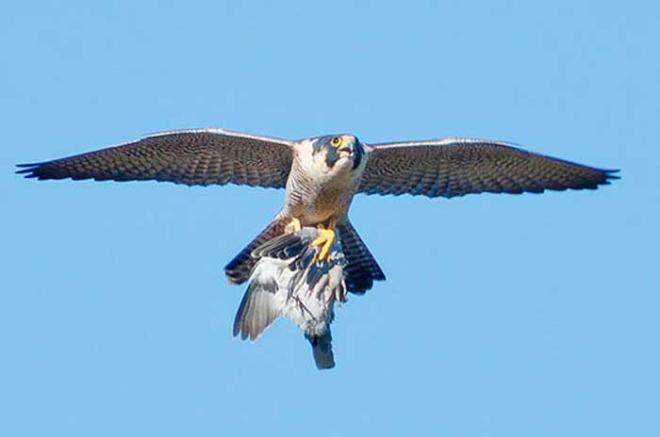 Se ha promovido entre la población aledaña la notificación de la mortalidad o enfermedad de aves.