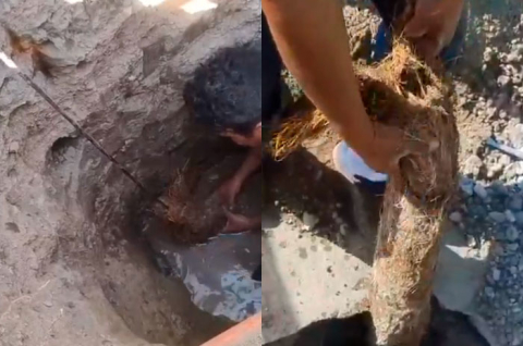 Video: Hallan nueva raíz gigante que bloqueaba tubería de agua en Ecatepec