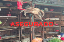 Los animales quedaron bajo resguardo de la PROPAEM y se dio intervención a la Unidad de Control y Bienestar Animal Municipal para su valoración y atención médica veterinaria.