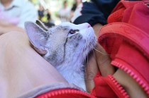 La sobrepoblación canina y felina constituye un desafío significativo