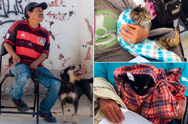 Reportan altos índices de perros y gatos abandonados en Chimalhuacán