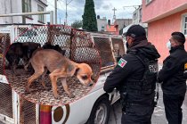 Autoridades rescataron 11 animales durante un cateo por presunto maltrato animal en la colonia Moderna de la Cruz, en Toluca.