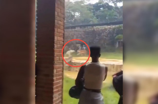 El Zoológico de Cali intervino de inmediato, pero pese a los esfuerzos médicos, la tigresa falleció por un paro cardiorrespiratorio tras las graves heridas infligidas por su hijo.