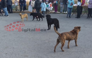 #Video: #Lerma, ataca jauría a niña afuera de escuela