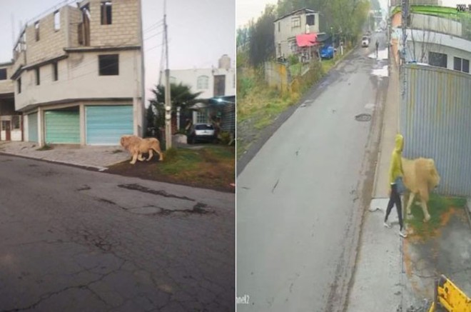 Trascendió que el león, que al parecer se había escapado de un refugio cercano, fue localizado por los mismos empleados del lugar, quienes lograron devolverlo a sus instalaciones.