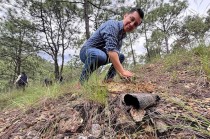 Más de 6 mil árboles sembrados en las jornadas de reforestación de #Temascaltepec