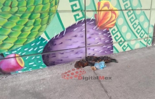 #Toluca: degollan gallos y los abandonan debajo de puente en Tollocan