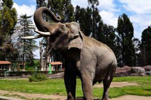 Zacango llora la partida de Ted, el elefante que desafiando expectativas, cautivó a público de todas las edades.