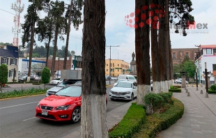 Con riesgo de caerse 55 árboles muertos en Paseo Colón en Toluca