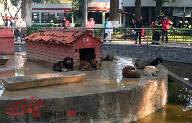 Perros se comen patos de la Alameda en Toluca