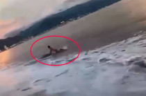 #Video: “¡Aguas, córrele!”: Cocodrilo ataca a turista en playa de Puerto Vallarta