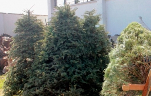 Instalará Metepec centros de acopio de árboles de Navidad