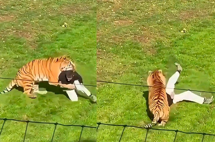 La víctima ingresó al recinto de los felinos en el Yorkshire Wildlife Park y murió pese a la intervención de los servicios de emergencia.