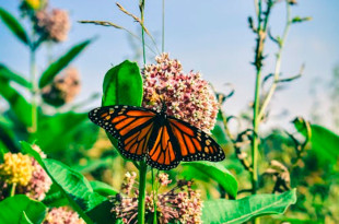 as colonias llegan a la Reserva de la Biósfera de la Mariposa Monarca (RBMM), una zona protegida que abarca partes del Estado de México y Michoacán.