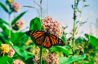as colonias llegan a la Reserva de la Biósfera de la Mariposa Monarca (RBMM), una zona protegida que abarca partes del Estado de México y Michoacán.