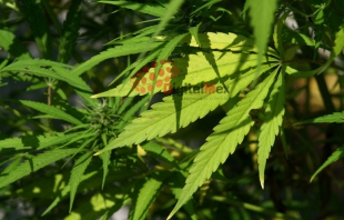 Marihuana, la droga que más se cosume en Edomex: IMCA