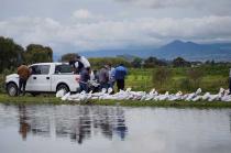 Ya se iniciaron los trabajos de encostalamiento para prevenir desbordamientos