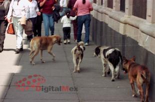 Solo este año el centro de bienestar animal de Toluca ha atendido al menos 20 casos críticos de envenenamiento 