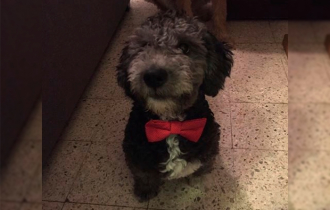 Extraviado perrito &quot;hendrix&quot; o &quot;chiquis&quot;