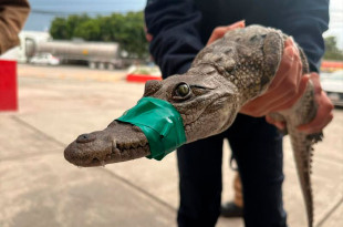 De acuerdo con autoridades locales, el reptil se encontraba en buen estado de salud al momento de su aseguramiento