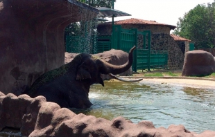 Previene Zacango afectaciones en animales por altas temperaturas