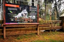 La Secretaría del Medio Ambiente agregó que el lobo es un animal desconfiado del humano y trata de no acercarse a él
