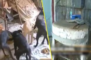 Mundo Patitas se quedó con cinco canes y el resto fueron adoptados por vecinos