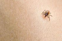 La rickettsiosis es una infección bacteriana transmitida a través de la picadura de garrapatas.
