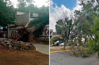 Los fuertes vientos derribaron árboles en diversos puntos
